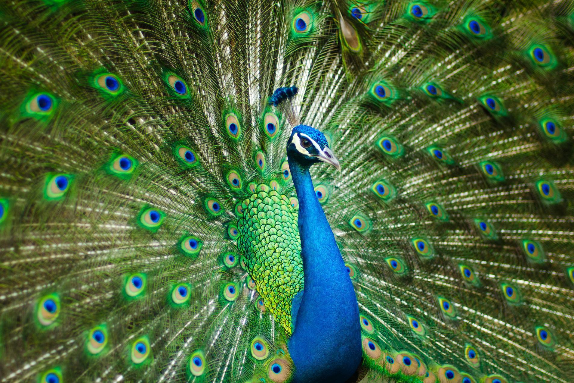 How to stand out in an increasingly crowded job market